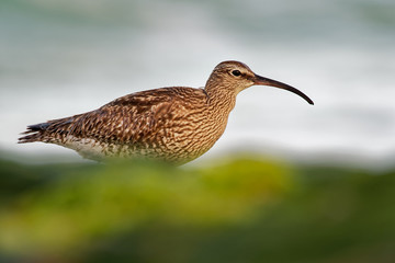 Whimbrel - Numenius phaeopus standing and feeding on the rocky cliffs with waves in the background