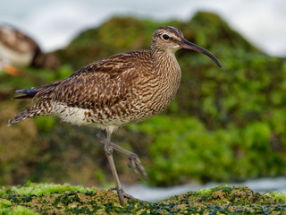 Whimbrel - Numenius phaeopus standing and feeding on the rocky cliffs with waves in the background