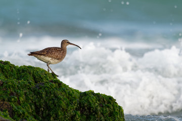 Whimbrel - Numenius phaeopus standing and feeding on the rocky cliffs with waves in the background