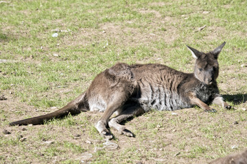 western grey kangaroo