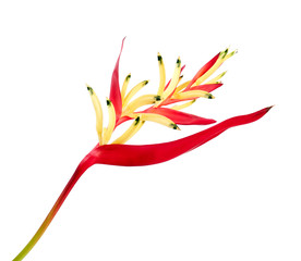 Heliconia psittacorum (Parrot's Beak or Lady Di) flowers, Tropical flowers isolated on white background, with clipping path