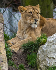 Mummy lion on lookout