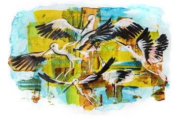 bird storks, illustration
