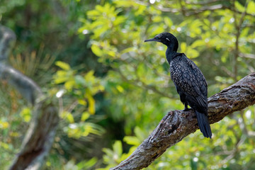 Little Black Cormorant - Phalacrocorax sulcirostris drying wings after diving for fish in Australia