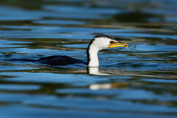 Little Pied Cormorant - Microcarbo melanoleucos