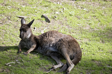 western grey kangaroo