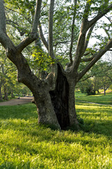 ancient plane trees at Villa Borghese in Rome