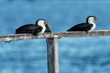 Little Pied Cormorant - Microcarbo melanoleucos