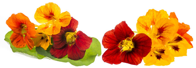 Nasturtium flowers (Tropaeolum) isolated on a white background