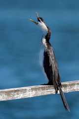 Little Pied Cormorant - Microcarbo melanoleucos