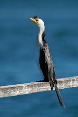 Little Pied Cormorant - Microcarbo melanoleucos