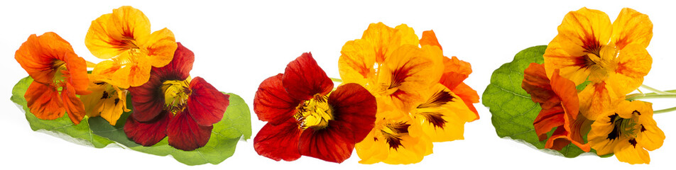 Nasturtium flowers (Tropaeolum) isolated on a white background