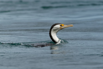 Great Pied Cormorant - Phalacrocorax varius fishing in the bay, in the water, ocean in Australia