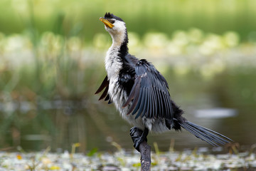 Little Pied Cormorant - Microcarbo melanoleucos