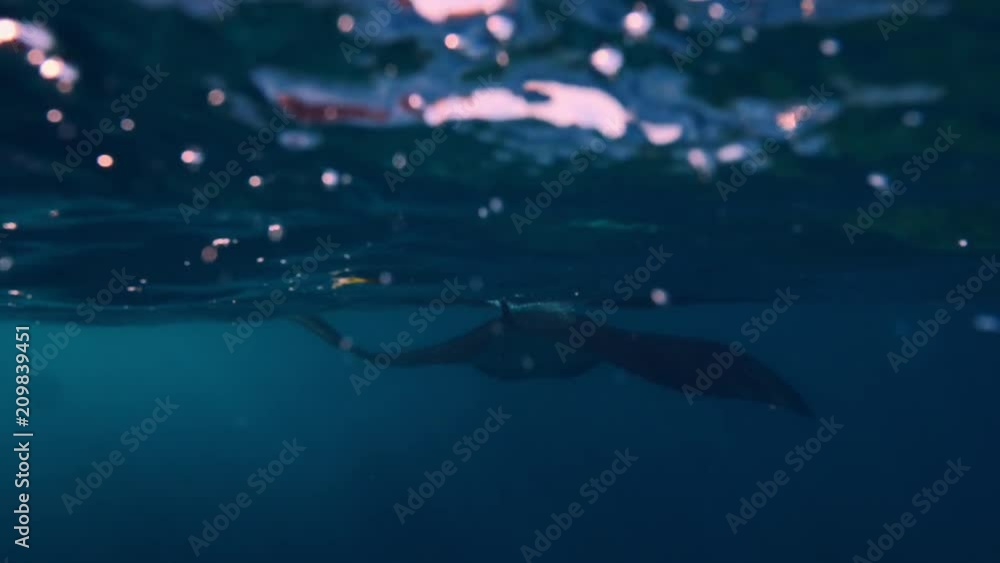 Wall mural marine animal swimming in plastic pollution in ocean water, environmental problem