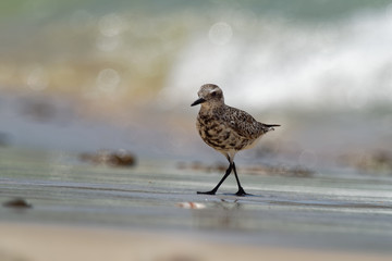 Pluvialis squatarola - Grey Plover on the seaside with waves