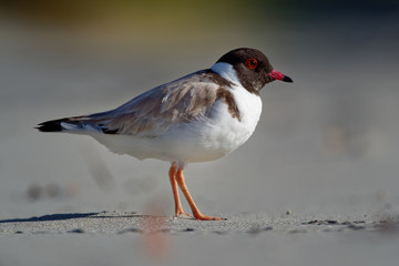 Hooded Plover - Thinornis cucullatus small shorebird - wader -on the sandy beach of Australia, Tasmania