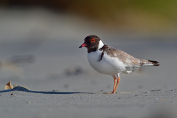 Hooded Plover - Thinornis cucullatus small shorebird - wader -on the sandy beach of Australia, Tasmania