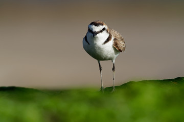 Kentish Plover - Charadrius alexandrinus on the beach on the seaside, summer in Cape Verde