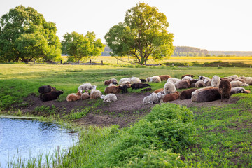 grazing sheep. sheep in pasture. landscape with sheeps