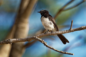 Willie-wagtail - Rhipidura leucophrys - black and white young australian bird, Australia, Tasmania