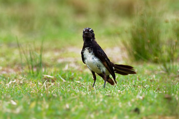 Willie-wagtail - Rhipidura leucophrys - black and white young australian bird, Australia, Tasmania