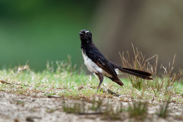 Willie-wagtail - Rhipidura leucophrys - black and white young australian bird, Australia, Tasmania
