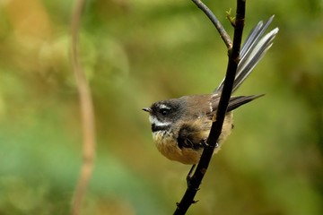 Rhipidura fuliginosa - Fantail - piwakawaka in Maori language - sitting in the forest of New Zealand