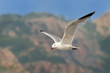 Fototapeta na wymiar Audouin's Gull - Ichthyaetus audouinii captured in the flight with mountains in the background