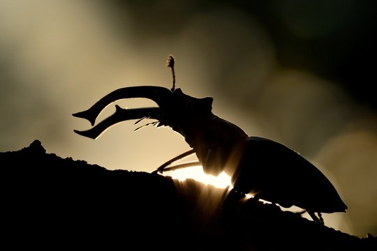 Stag Beetle (Lucanus cervus) silhouette. Big beetle captured against the sun