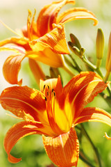 Obraz premium Beautiful summer orange lillies