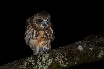 Southern Boobook - Ninox boobook small owl from Australia in the night