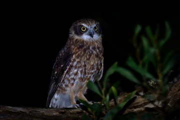 Southern Boobook - Ninox boobook small owl from Australia in the night