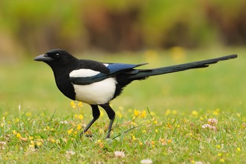 Eurasian Magpie - Pica pica on the green grass