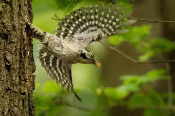 Fototapeta premium Lesser Spotted Woodpecker - Dendrocopos minor feeding his chicks in the nesthole on the tree