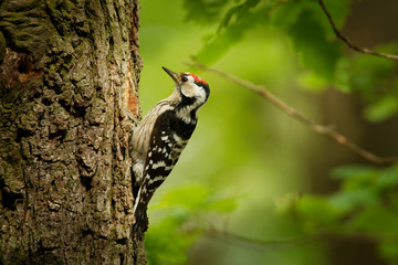 Lesser Spotted Woodpecker - Dendrocopos minor feeding his chicks in the nesthole on the tree