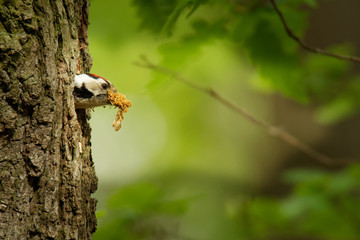 Lesser Spotted Woodpecker - Dendrocopos minor feeding his chicks in the nesthole on the tree