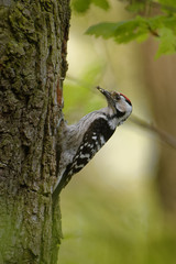Lesser Spotted Woodpecker - Dendrocopos minor feeding his chicks in the nesthole on the tree