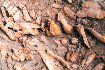Ancient human bone in ground, dig burial.