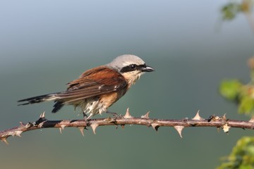 Red-backed Shrike - Lanius collurio male sitting on the thorny and spiny branch with green background. Europe