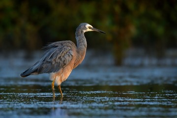 Egretta novaehollandiae - White-faced Heron hunting crabs duringlow tide in Australia near Sydney