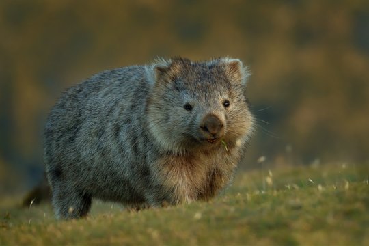 Vombatus ursinus - Common Wombat in the Tasmanian scenery