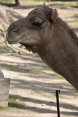 Obraz premium camel one hump