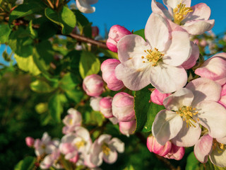 Apple tree flowers macro close up