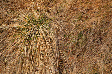 dry grass top view