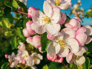 Apple tree flowers macro close up