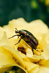 cetonia aurata beetle on petals of yellow flower