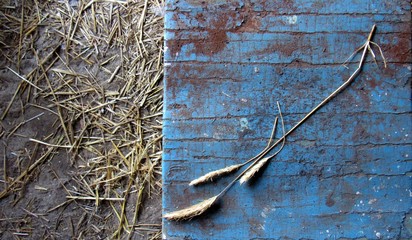 dry grass spikelets on blue wooden surface  on chopped straw background