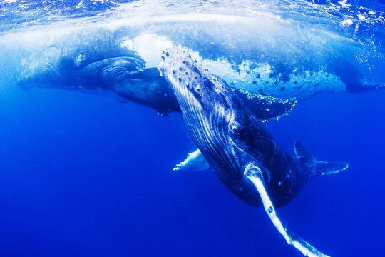 ザトウクジラの親子
