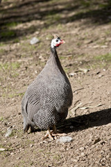 helmeted guinea fowl